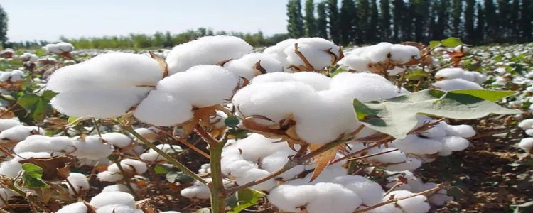 Cotton.png