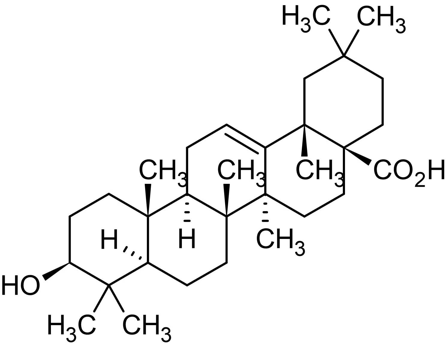 Olea-Europaea-L.jpg