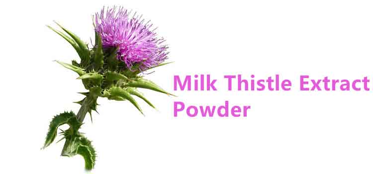 silymarin-milk-thistle.jpg