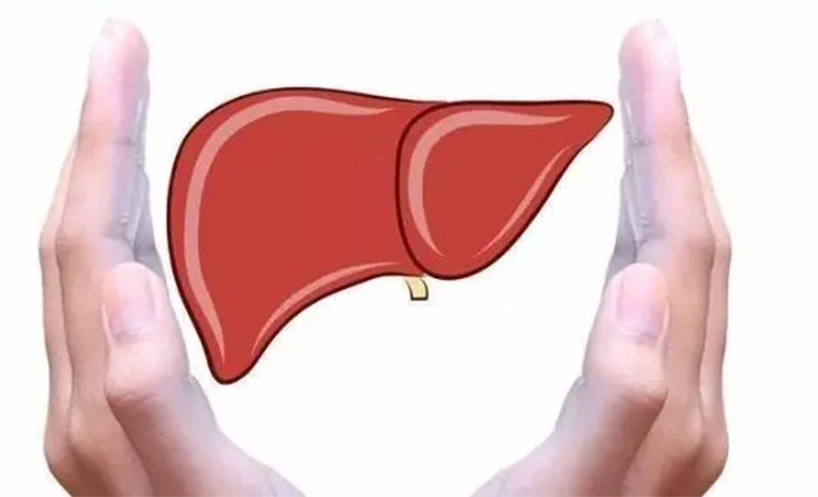 liver